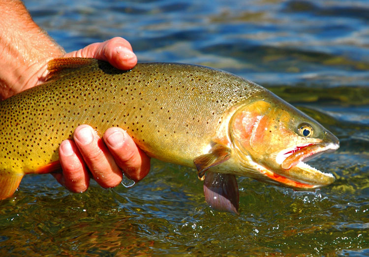 » Snake River Fine Spotted Cutthroat