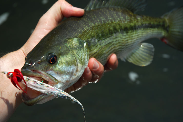 Chattahoochee Shoal Bass The Itinerant Angler