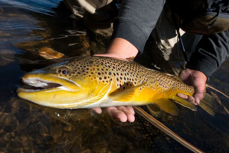 20071022183932_largebrowneyeingyousmall