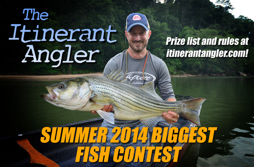 bigfishcontest copy