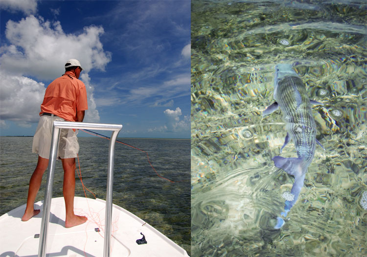 20080506204545_bonefishcollagesmall