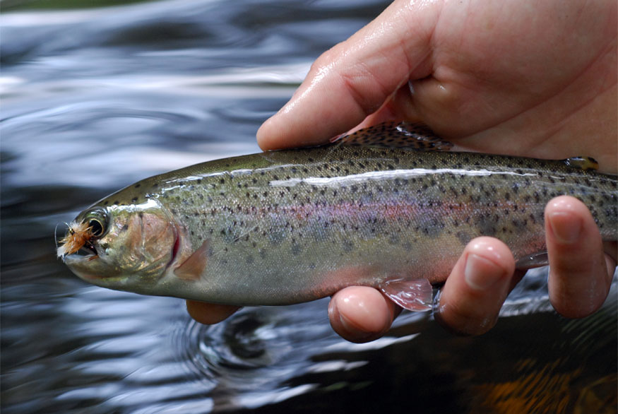» Topic Photo Essay Brook Trout