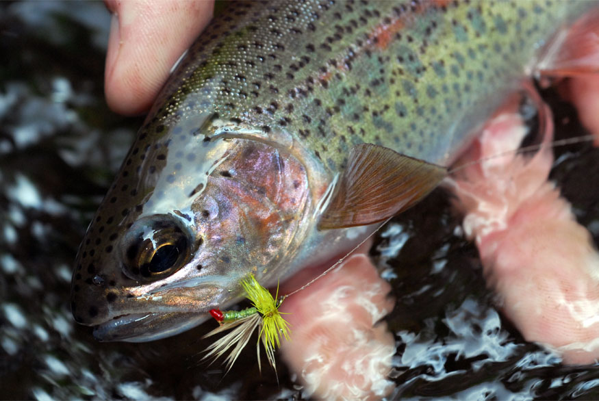 Rainbow trout guide image